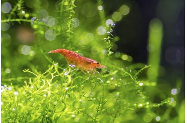 Продаются аквариумные креветки. 