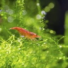 Продаются аквариумные креветки. 