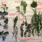 Продаются аквариумные растения.